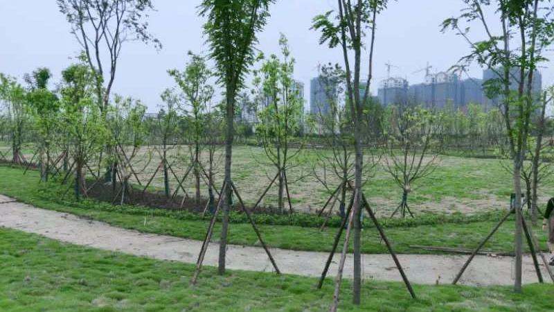 彭山竹韵廊在什么地方,彭山区竹韵廊公园航拍