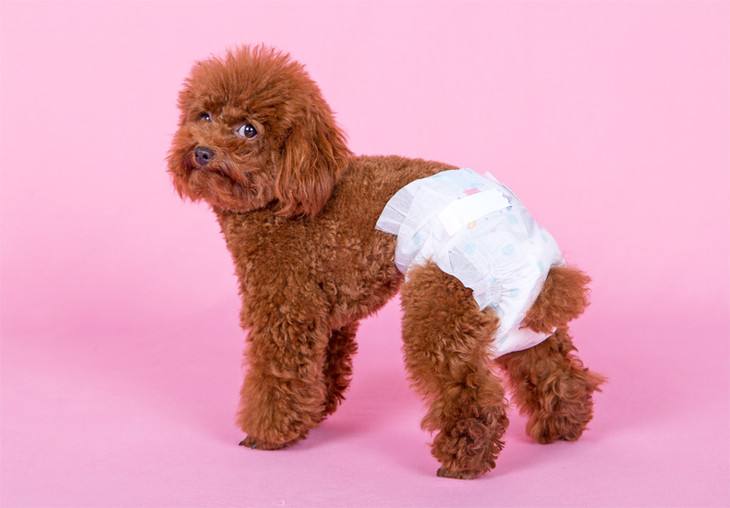 泰迪犬嘴巴臭是什么原因,泰迪犬突然口很臭怎么回事