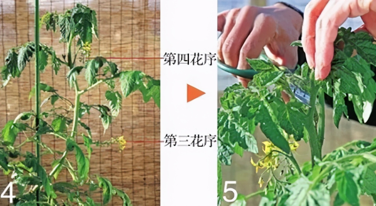 番茄种植过程如何避免死苗,番茄种植技术及解决方法