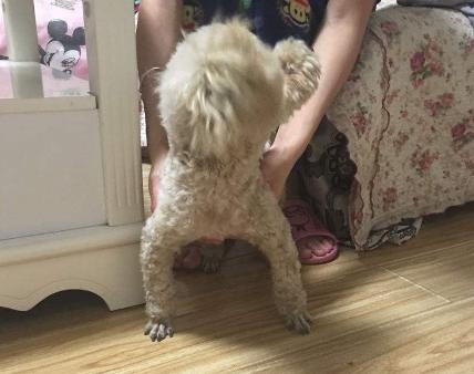 狗狗的10个征兆和表现,狗狗的五个异常表现