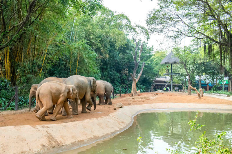 广州长隆野生动物世界旅游攻略,长隆野生动物世界攻略2-3天广州游