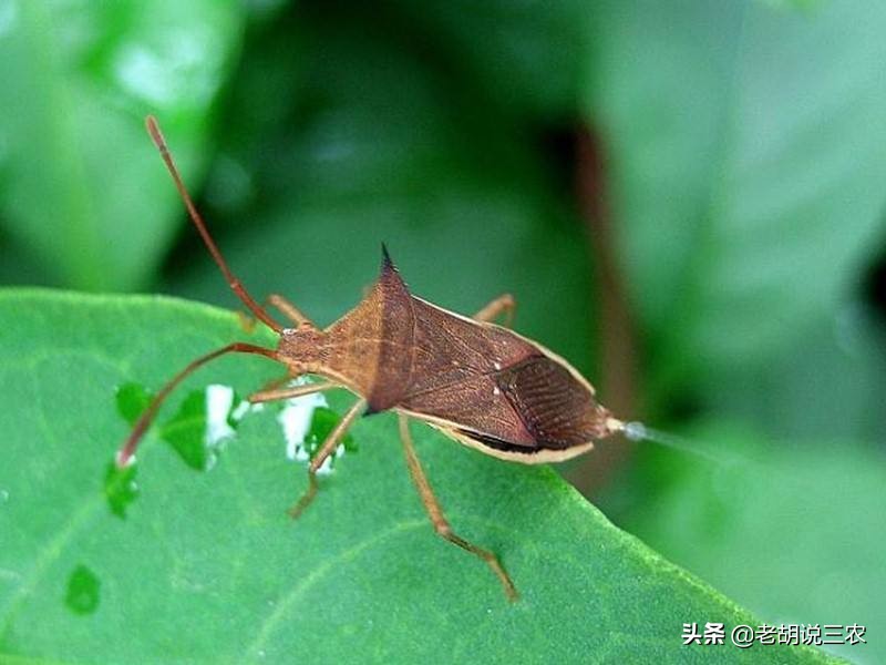 农村里说的臭屁虫是什么,农村臭板虫特别多是什么原因