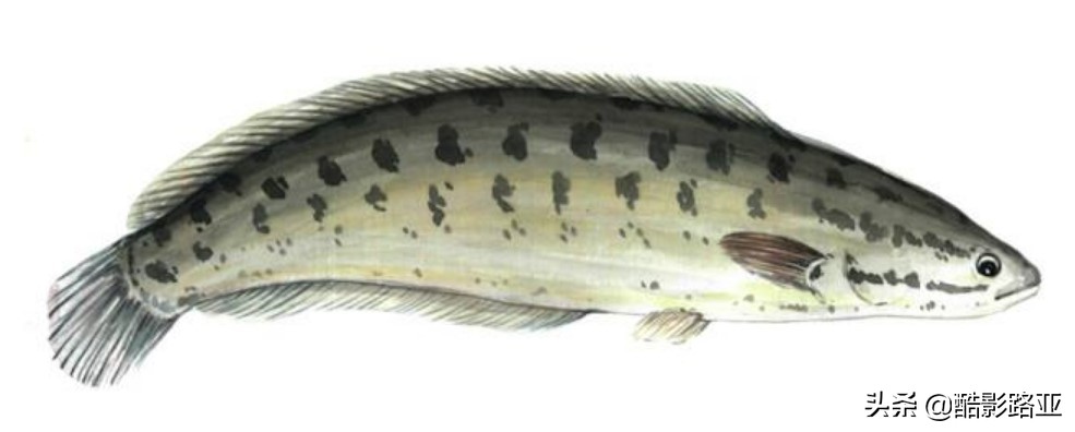 路亚鱼种对应假饵和钓法,新手钓路亚建议什么竿