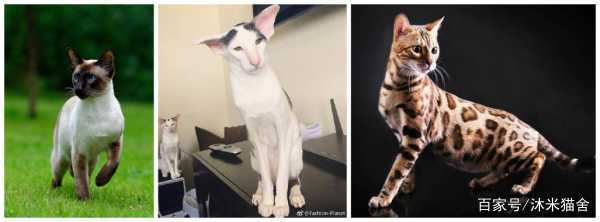 英短沐米猫怎么养,英短蓝剑猫咪怎样养