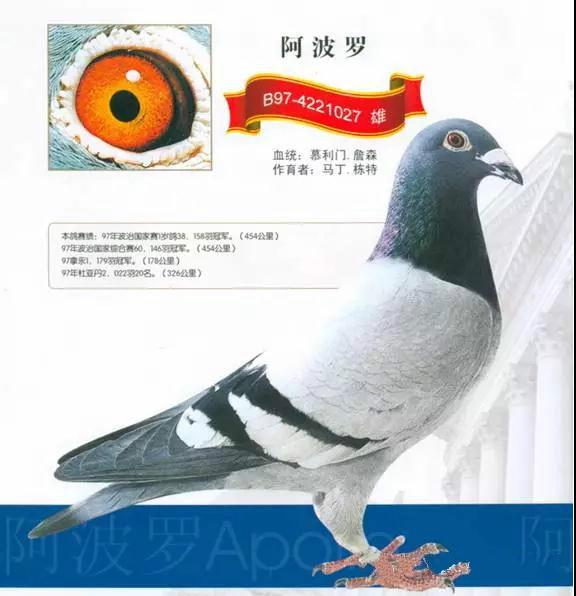 用成绩征服世界鸽坛，实力非凡却又异常低调的世界超级铭鸽全在这