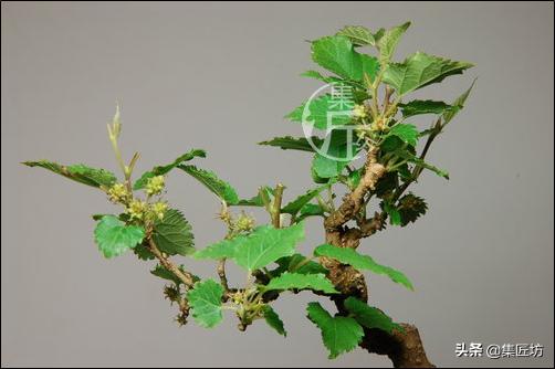 桑树下山盆景种植,桑树做盆景好吗