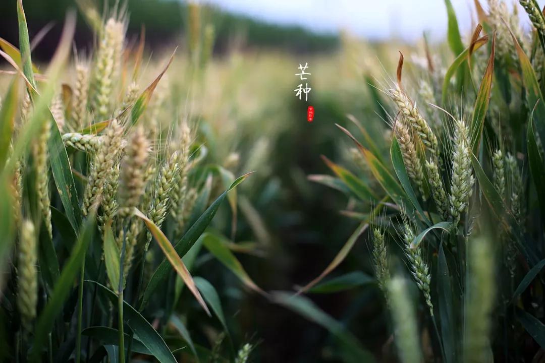芒种代表人生的寓意,芒种时小麦是不是都收好了