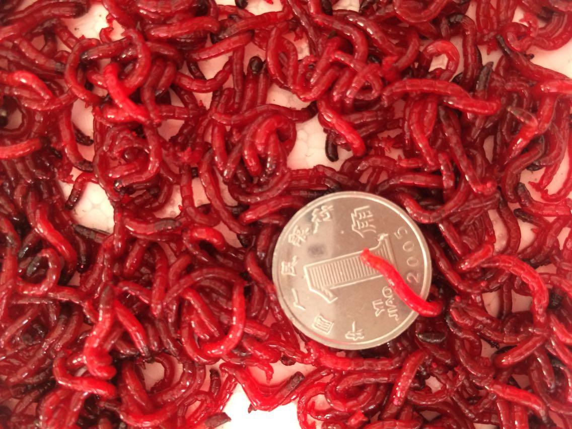 红虫饵的饲养方法,红虫最佳使用方法