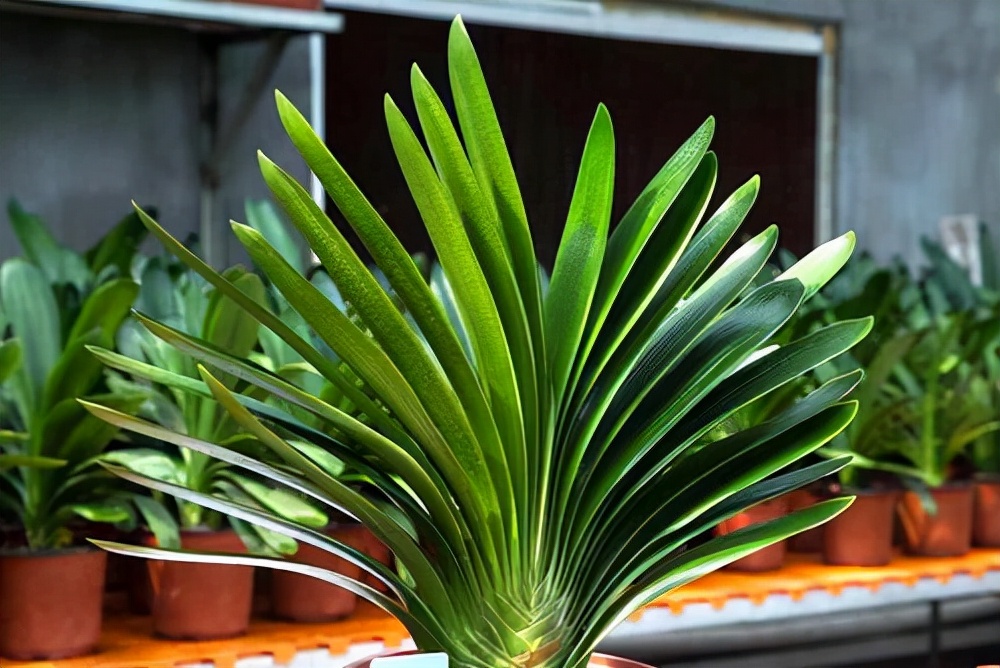 富贵花十大不吉利花,十二种寓意幸福美满富贵吉祥的花
