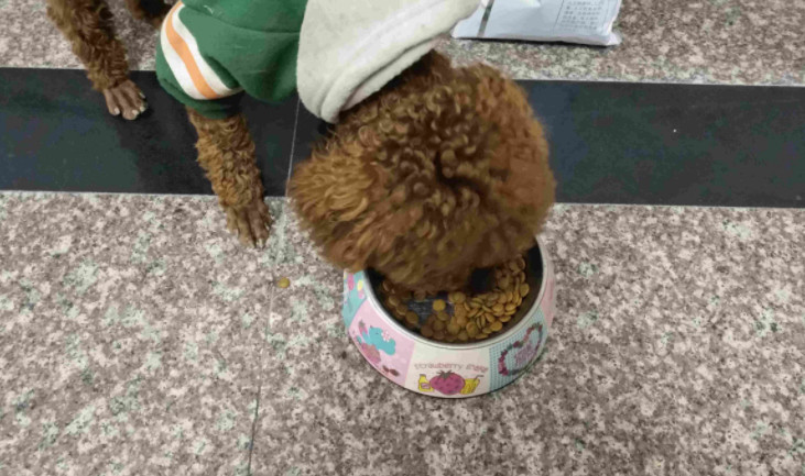 狗粮夏天可以放多长时间,狗粮储存不当感染细菌