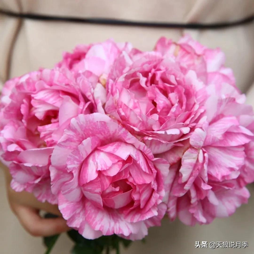 月季控对美的极致追求，尽在伊芙系列