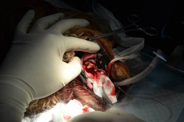 狗狗长双排牙还能自己掉吗,狗狗双排牙治疗