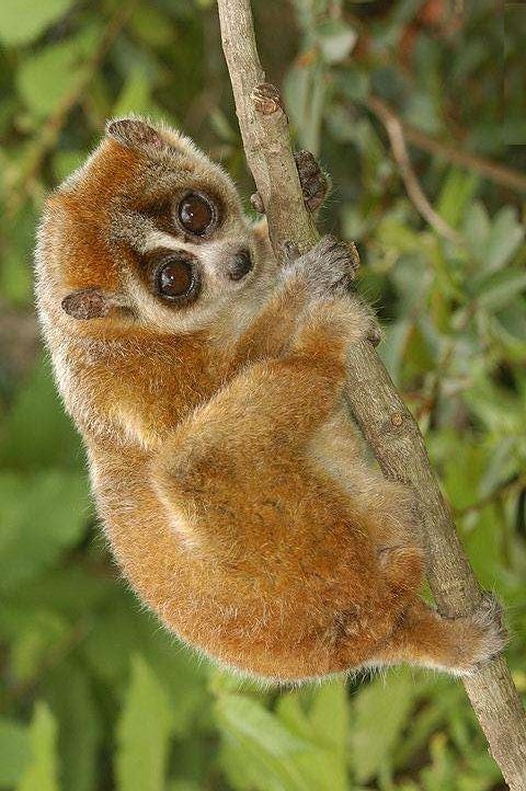 盘点那些比你想象中还可爱的动物,你可能从未听说过的六种可爱动物