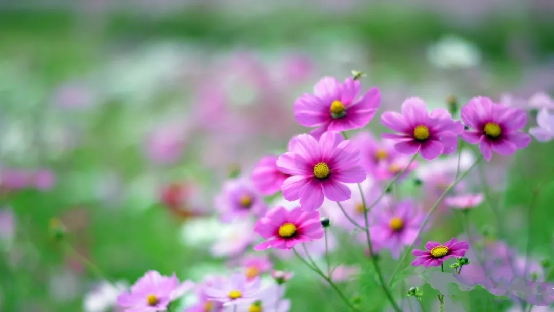 爱的祝福原唱版,爱的祝福男声版