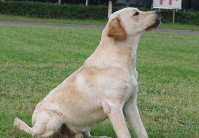 拉布拉多的性格特点和脾气,巧克力色拉布拉多的特点