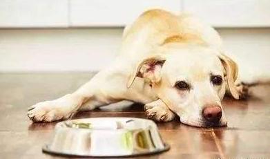 狗狗随地大小便如何惩罚,狗狗犯错怎样惩罚最好