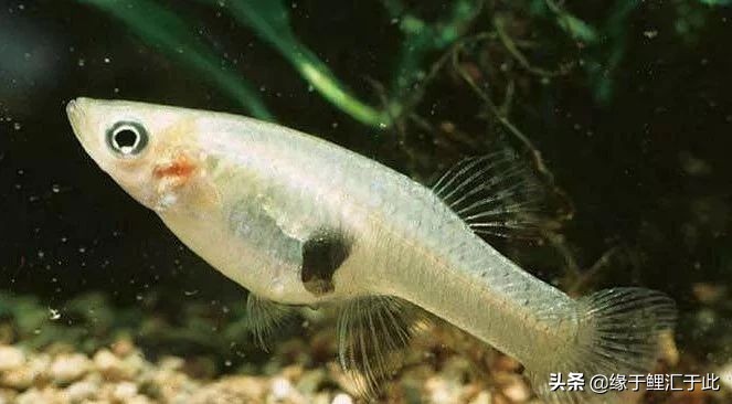 养鱼灭蚊虫最佳方法,养鱼驱蚊最好的方法