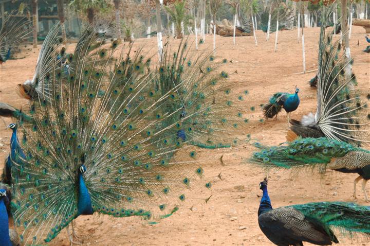 一百只孔雀养殖下来能赚多少钱,一只孔雀能赚多少