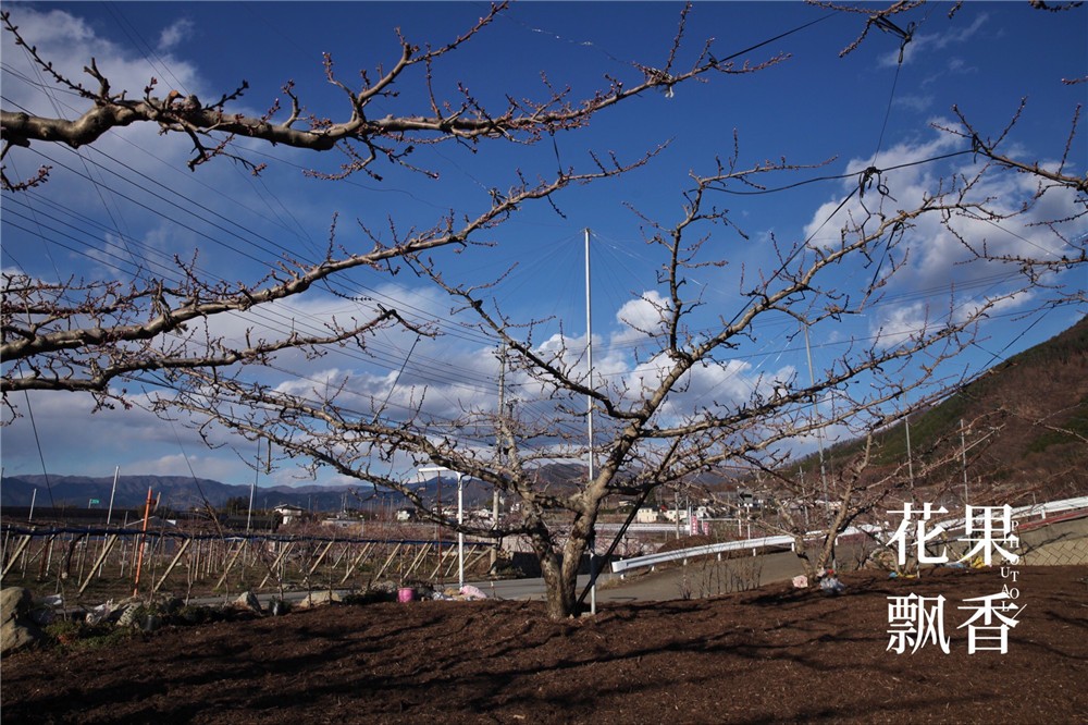 怎样才能让果树结上优质果,如何制造果子
