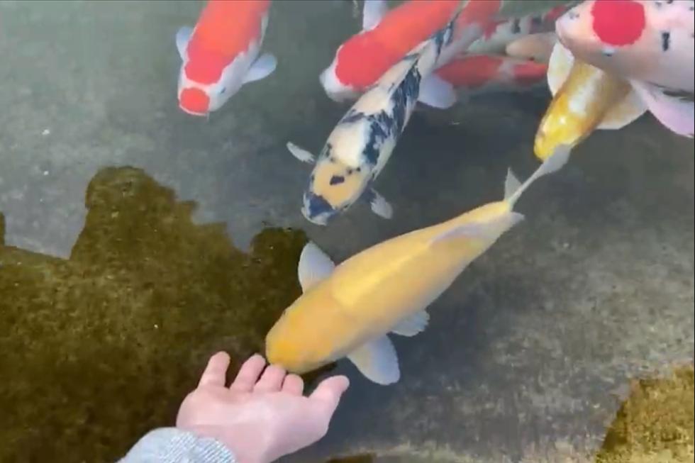 养鲤正能量—新入锦鲤存活率不高怎么办？资深鱼友：过水很重要