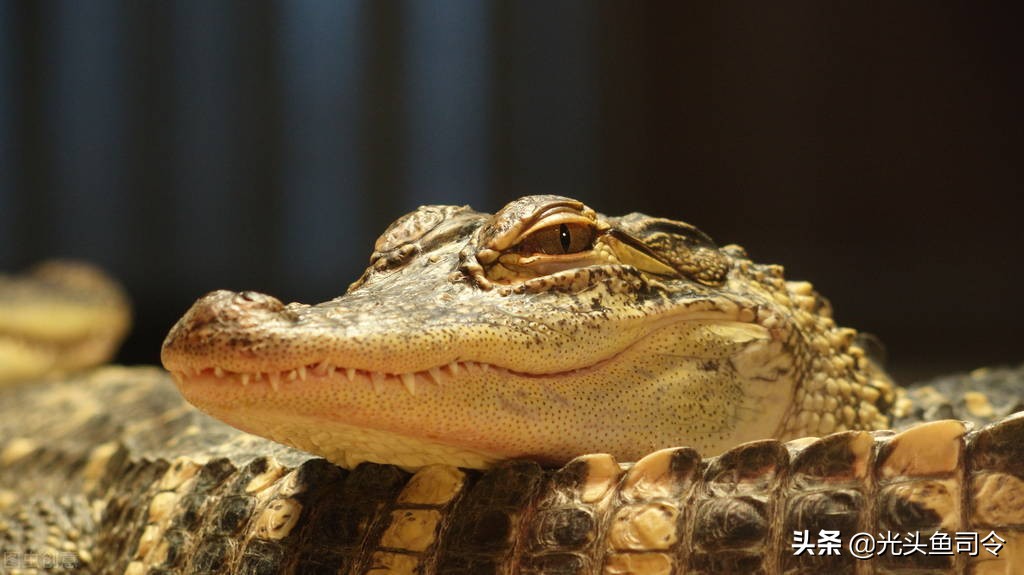 鳄鱼耐饥饿能力到底有多强,鳄鱼的致命弱点