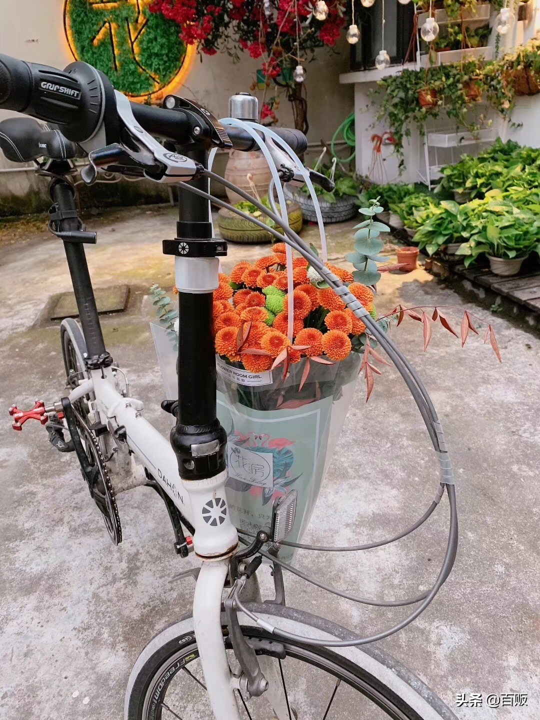 打造森系花房,闹市中的私家庭院花房