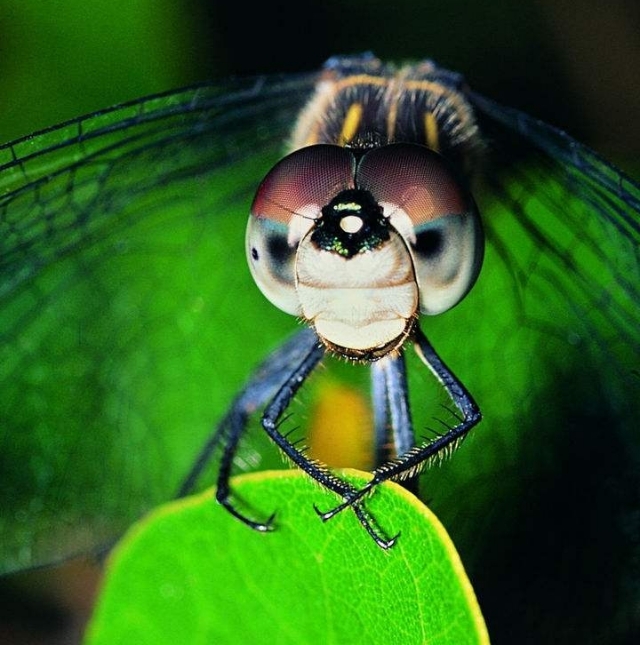 蜻蜓大批飞是什么征兆,蜻蜓在空中突然消失给人什么感觉