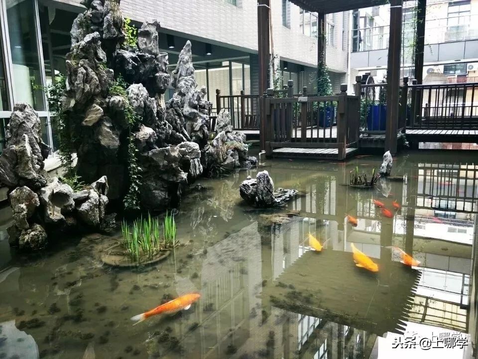 沪10大“美哭了”的公办小学,环境设施赶超民办!第一所就膜拜!