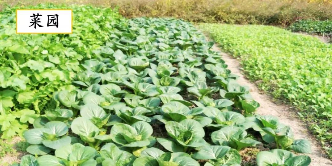 部编版四下习作我的乐园教材分析,我的乐园作文四年级400字范文院子