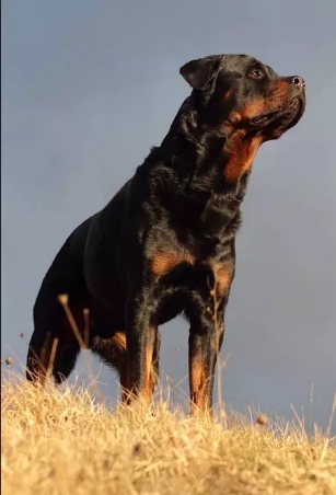 卡斯罗和罗威纳哪个适合家庭犬,帅气的罗威纳