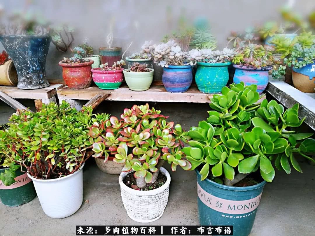 多肉的真实生活感悟,多肉的生活感悟