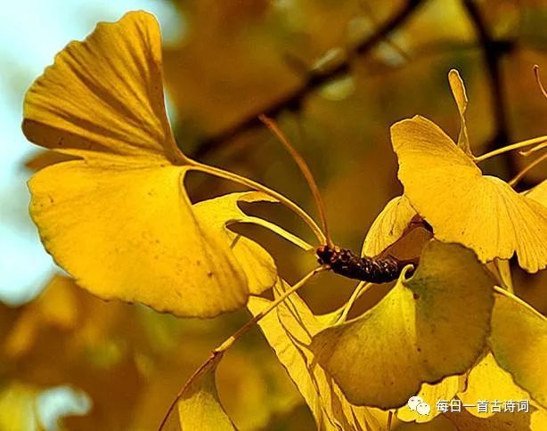 黄莉然飞花令,飞花令第6期完整版