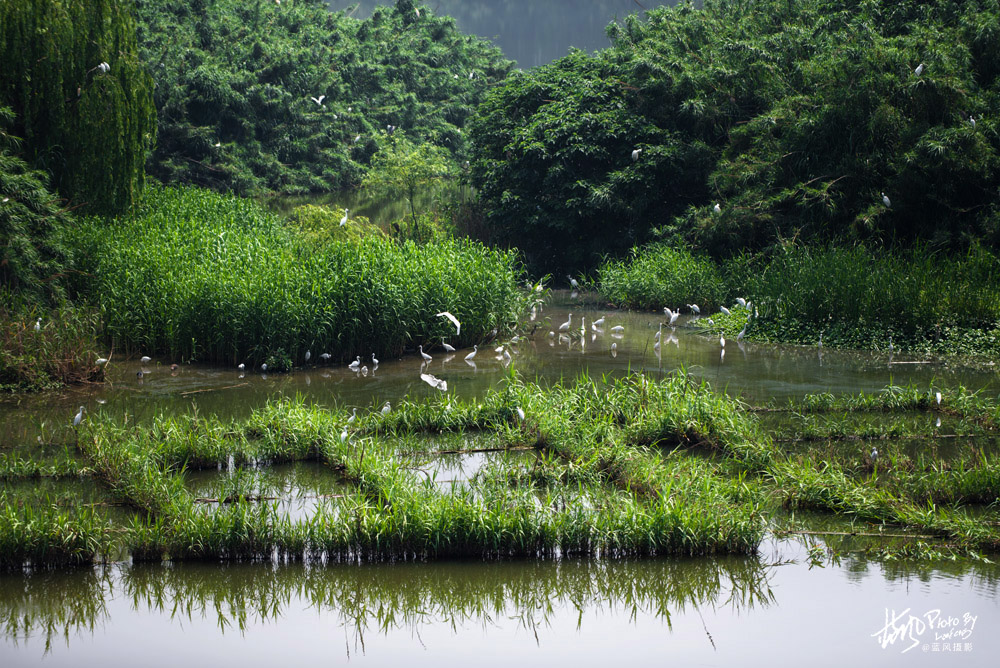 不进沙家浜景区能看到芦苇荡,深度游玩沙家浜风景区