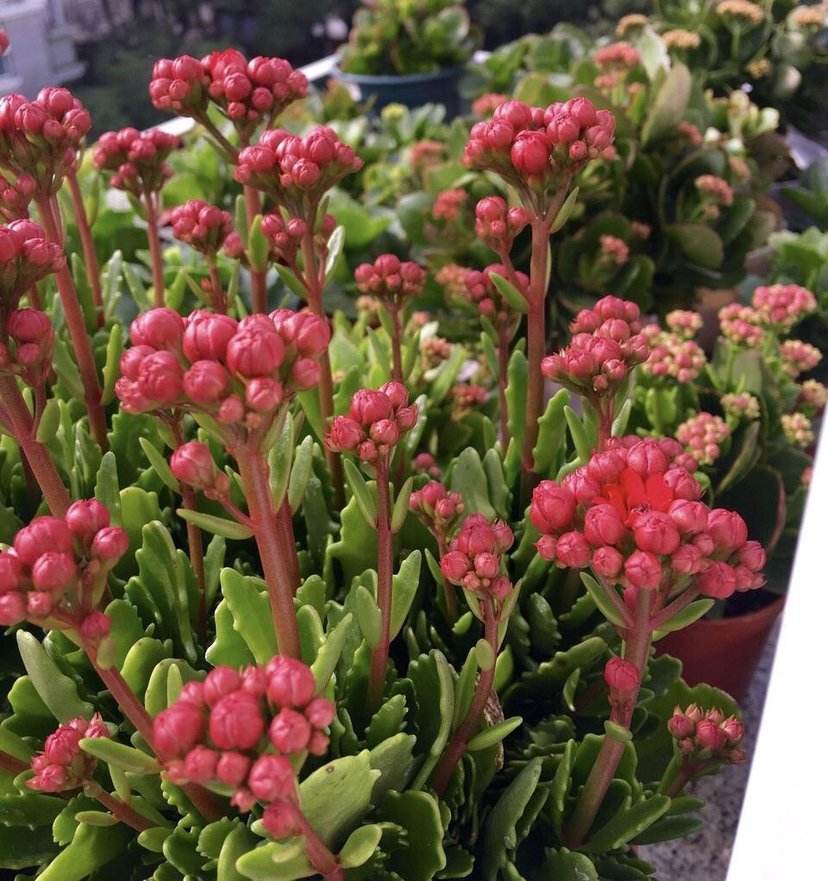 长寿花打花苞了，如何施磷酸二氢钾，可让花苞更多，开花更艳？