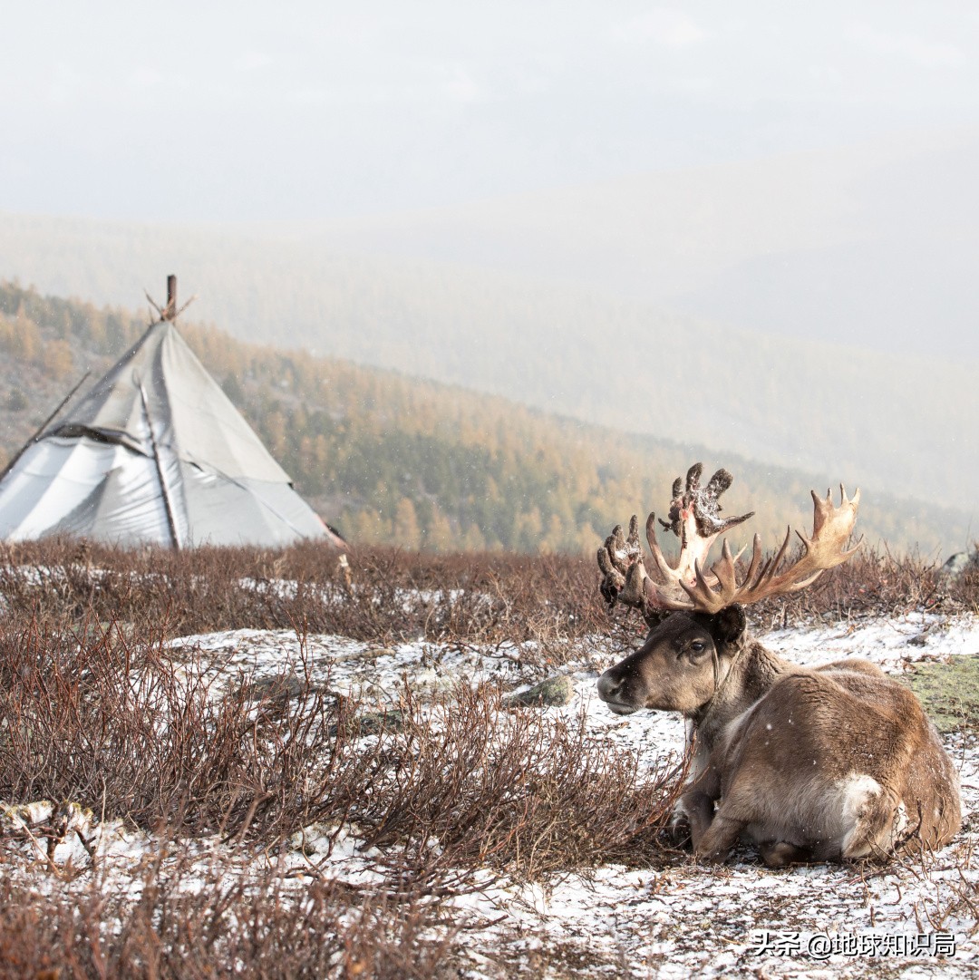 蒙古国农业潜力,蒙古国为什么适合发展畜牧业