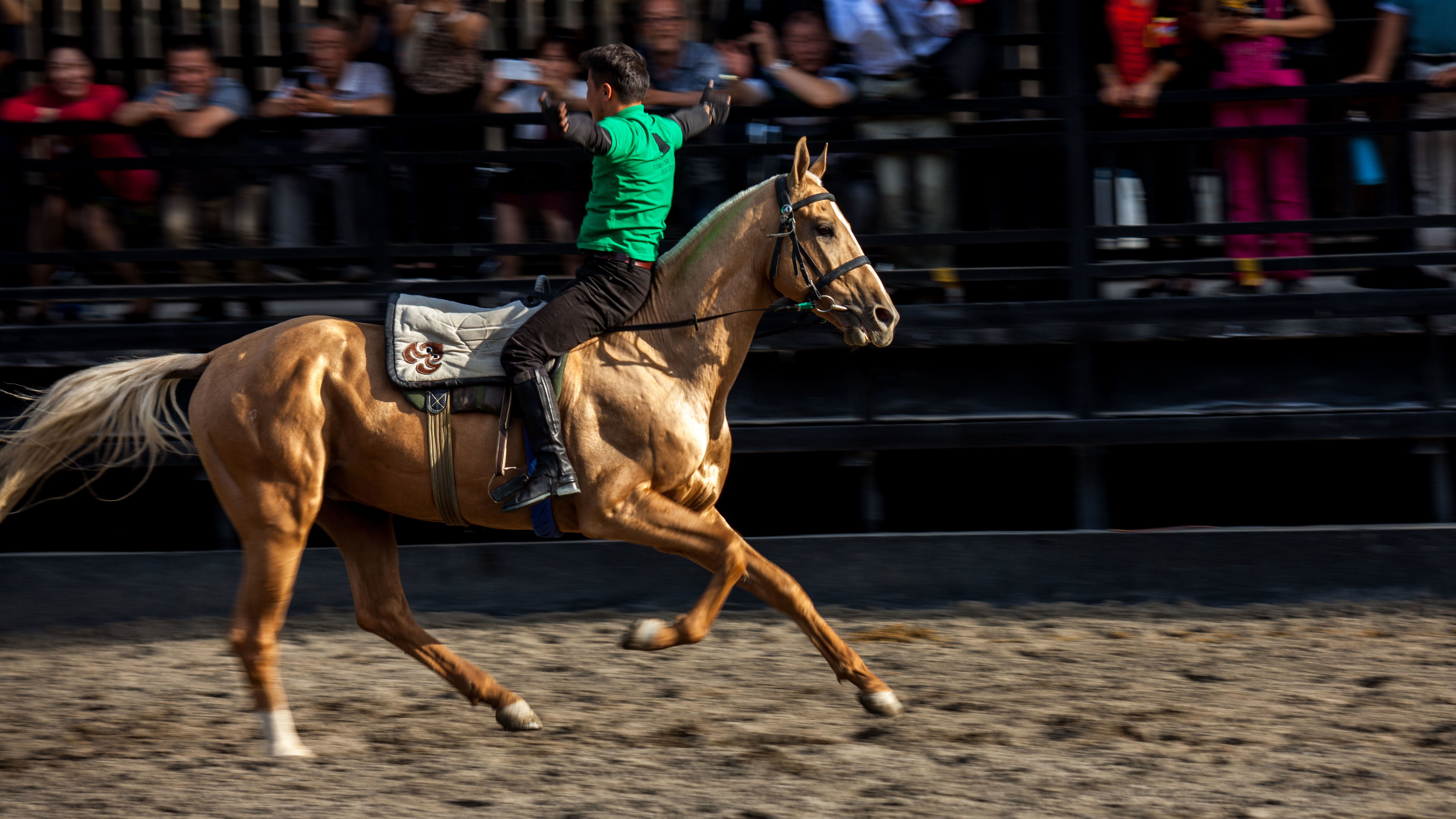 骏马训练方法视频,骏马的训练