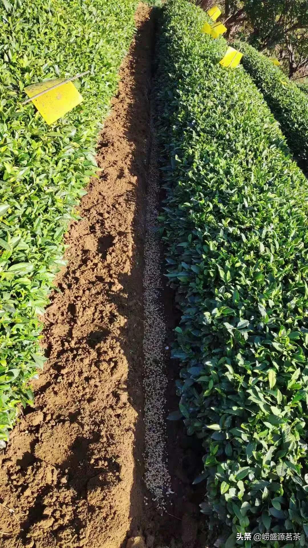 青岛崂山茶的特点,青岛崂山茶叶简介