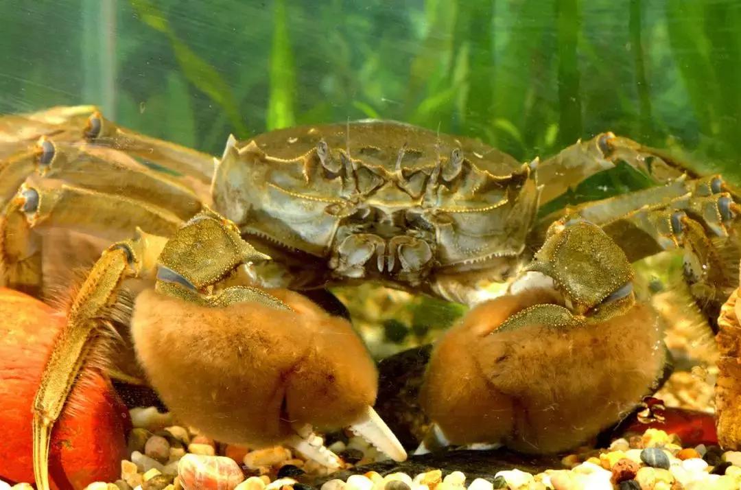 高淳固城湖螃蟹江宁店哪家正宗,固城湖螃蟹产业经验总结