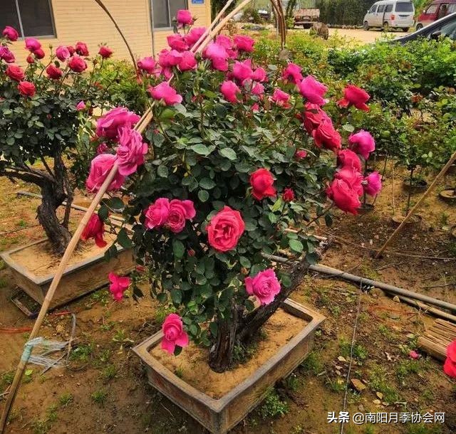 南阳月季欣赏的地方,南阳大月季