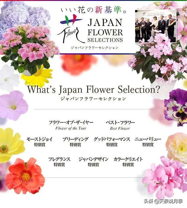 足不出户,带你了解2020日本园艺圈「新品种大赏」