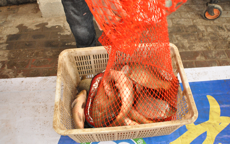 百万级钓鱼比赛,618钓鱼大赛