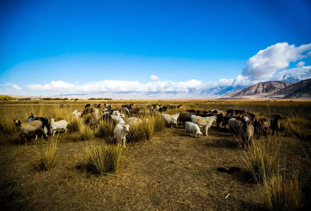 70年有什么经典的歌,6070年代都在听的一首歌