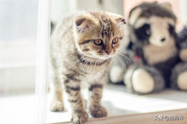 铲屎官身上的猫毛怎么处理,铲屎官怎么预防猫癣