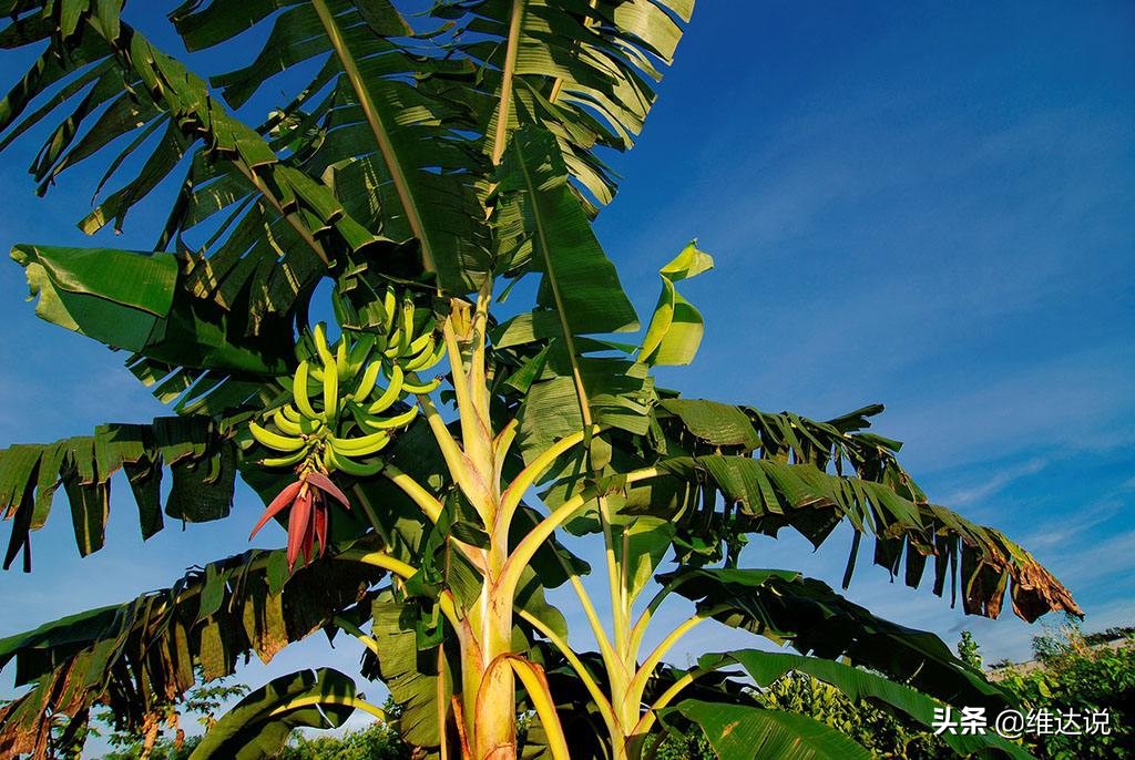 长得高大像“树”的香蕉树却是“草”,天生有籽却靠无籽誉满全球