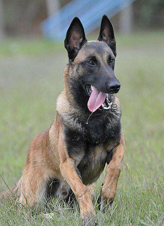 马犬、德牧傻傻分不清楚，两位“硬汉”之争，谁能更胜一筹？