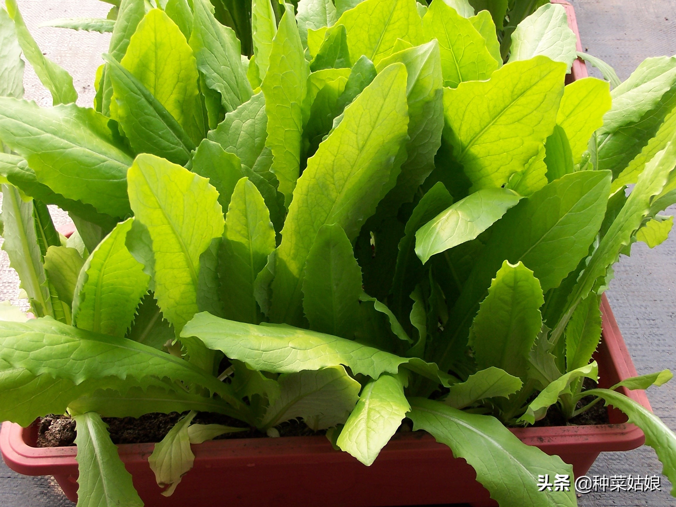 阳台蔬菜种植视频教程,阳台用泡沫箱种植蔬菜的方法