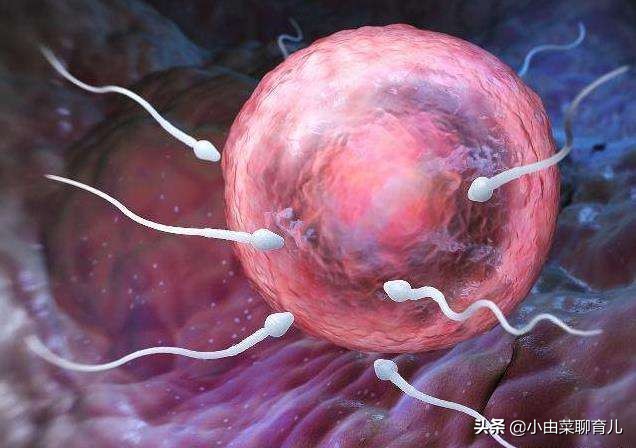 你不可不知道的受孕过程,早期受孕全过程