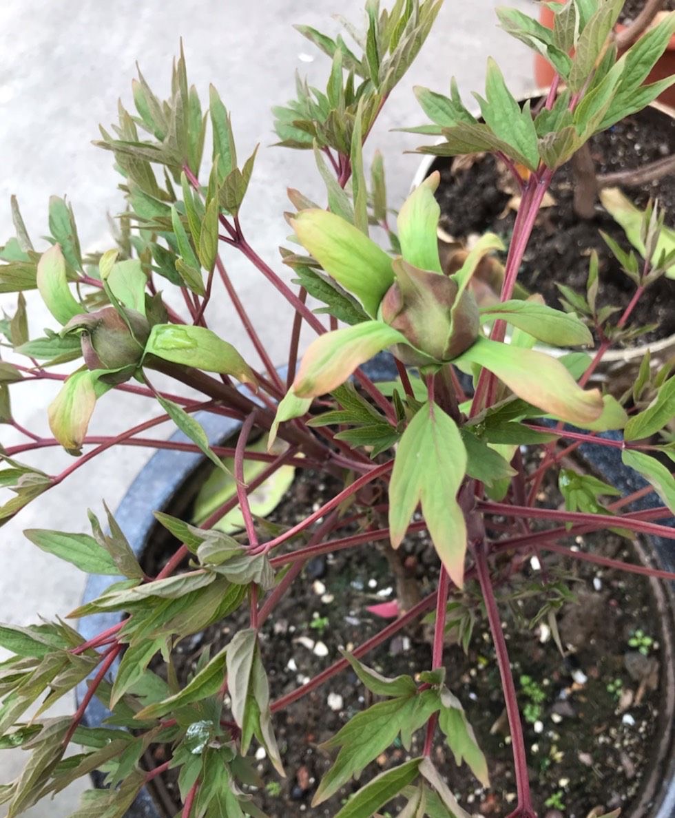 牡丹花的盆栽技术与养殖方法,牡丹花怎么栽培开花快