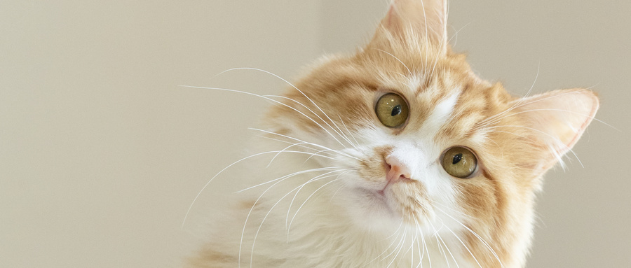 什么样的猫粮是好的,好的猫粮看哪些方面