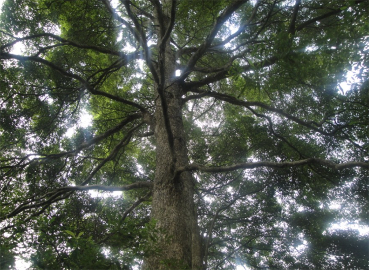 碳化金丝楠木阴沉木,金丝楠木与金丝楠阴沉木区别